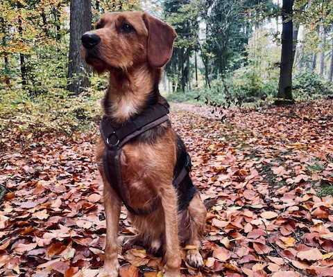 Hundetraining in Hamburg