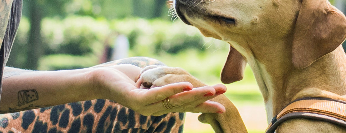 Hundetraining in Hamburg Vertrauen und Kommunikation