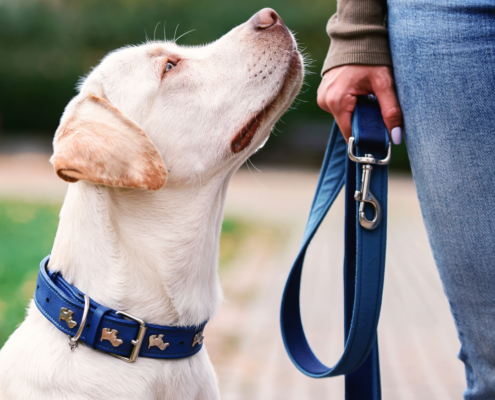 Hundetraining Hamburg - die häufigsten Fehler