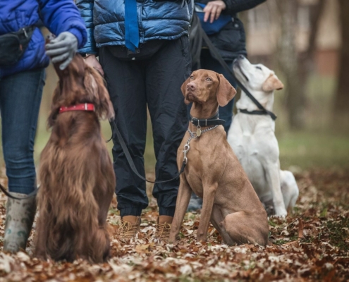 Basiskurs Gruppentraining Freibeuter Hundetraining
