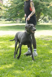 Leinenpöbler Leinenaggression Freibeuter Hundetraining Hamburg
