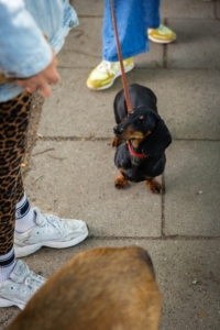 Social Walk St. Pauli Freibeuter Hundetraining
