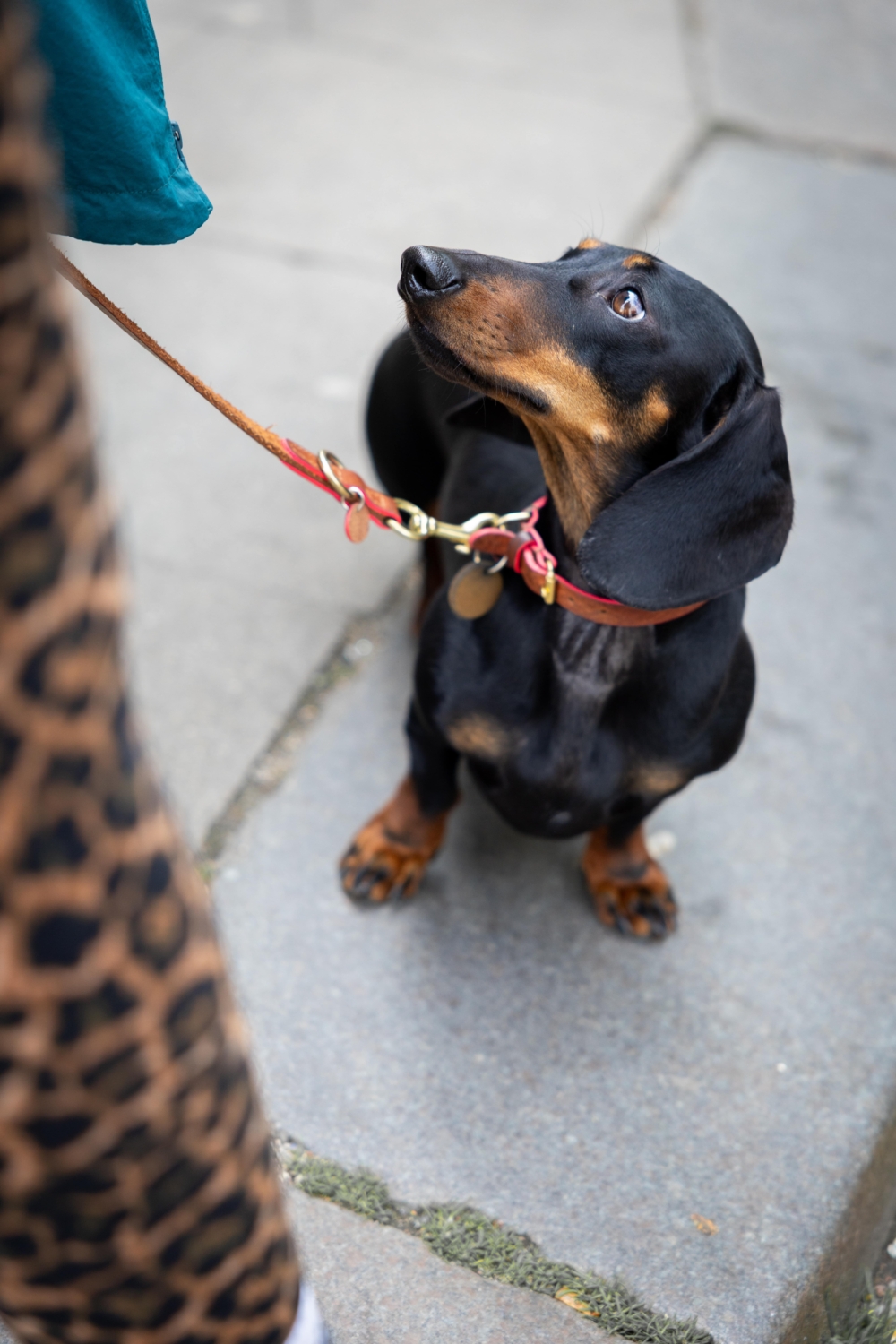 Einzeltraining mit Freibeuter Hundetraining Hamburg