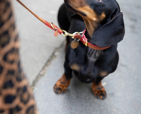 Einzeltraining mit Freibeuter Hundetraining Hamburg