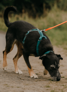 Mantrailing mit Freibeuter Hundetraining Hamburg