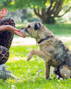 Gruppentraining mit Freibeuter Hundetraining