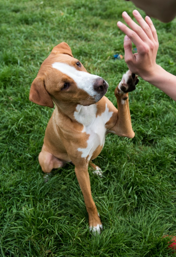 Trickdogging Freibeuter Hundetraining