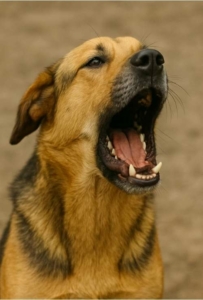 Frust & Impulskontrolle Hundetraining Hamburg Hund der bellt