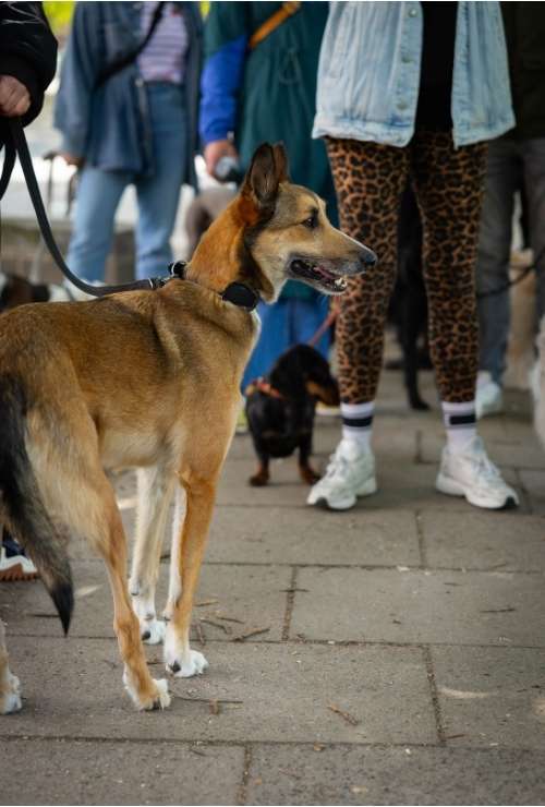 Hund an der Leine