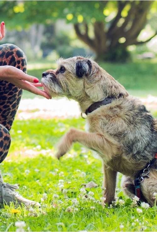 Hund beim Hundetrainung und Pfötchengeben