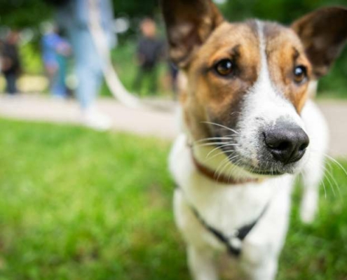 Aufmerksamer Hund im Fokus beim Social Walk Hamburg