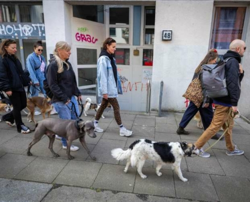 Gruppe mit mehreren Hunden beim Social Walk in St. Pauli