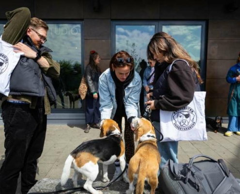 Zwei Beagles begegnen sich beim Freibeuter Social Walk
