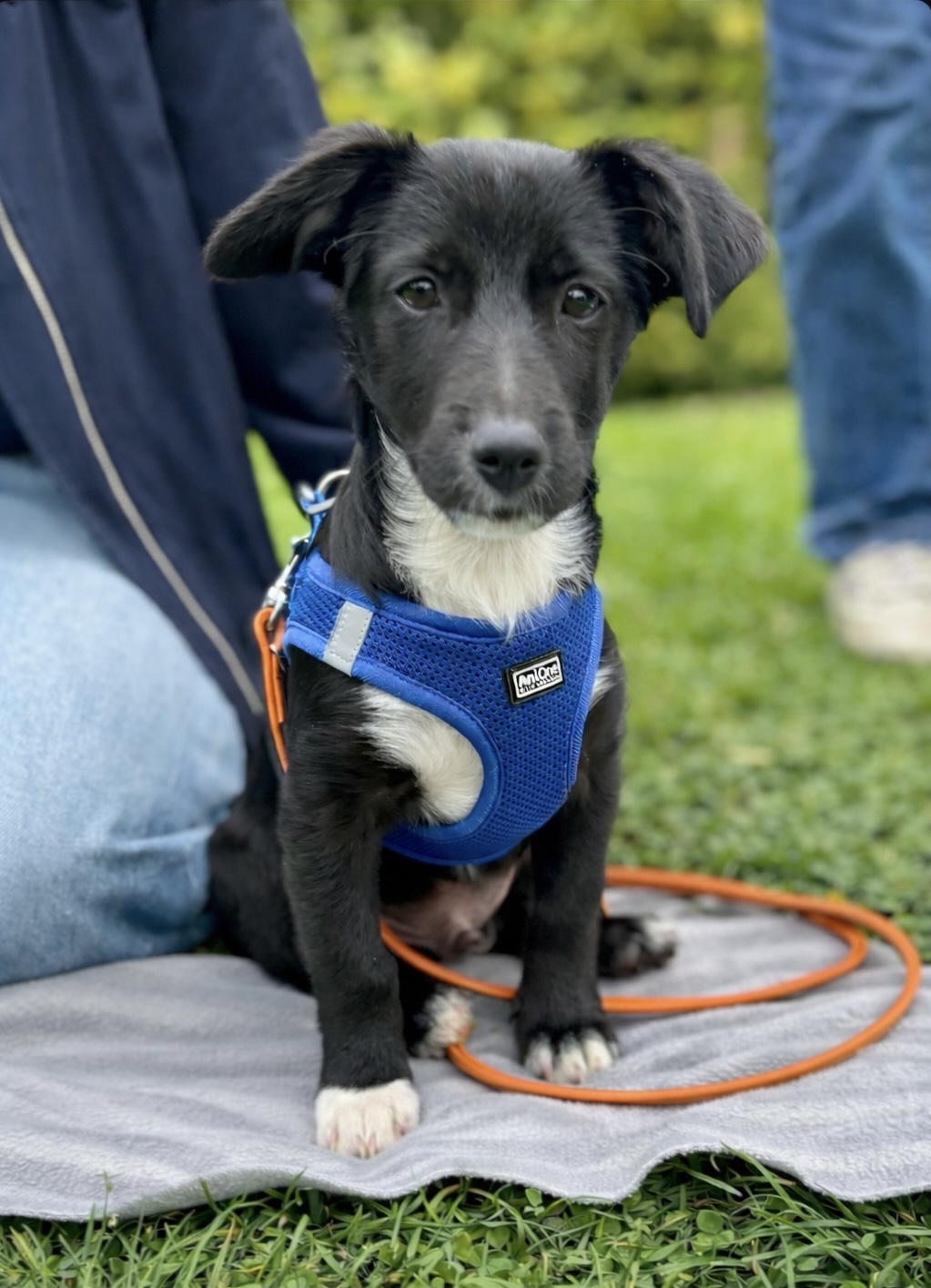 Welpe in der Welpenschule in Hamburg von Freibeuter Hundetraining