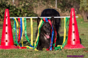 Hund beim Training Crossdogging