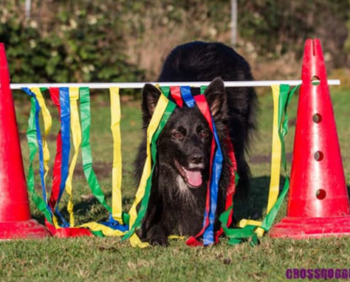 Hund beim Training Crossdogging