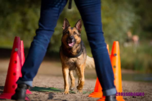 Hund beim Training Crossdogging