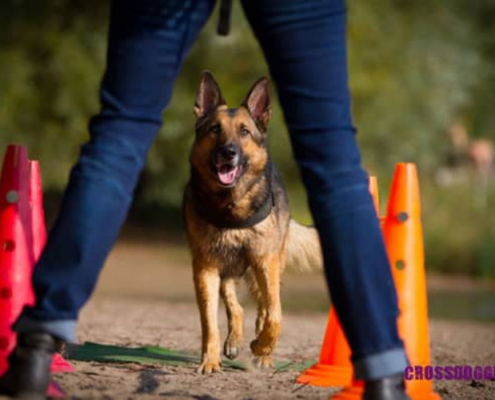 Hund beim Training Crossdogging