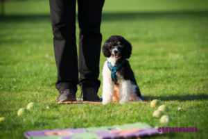 Hund beim Training Crossdogging