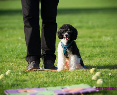 Hund beim Training Crossdogging
