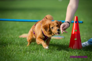 Hund beim Training Crossdogging
