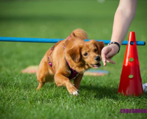 Hund beim Training Crossdogging
