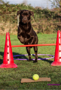 Crossdogging Hundetraining Hamburg Labrador der über eine Hürde springt
