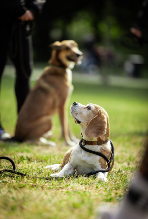 Gruppenkurse Freibeuter Hundetraining hamburg (1) Hunde im gemeinsamen Training