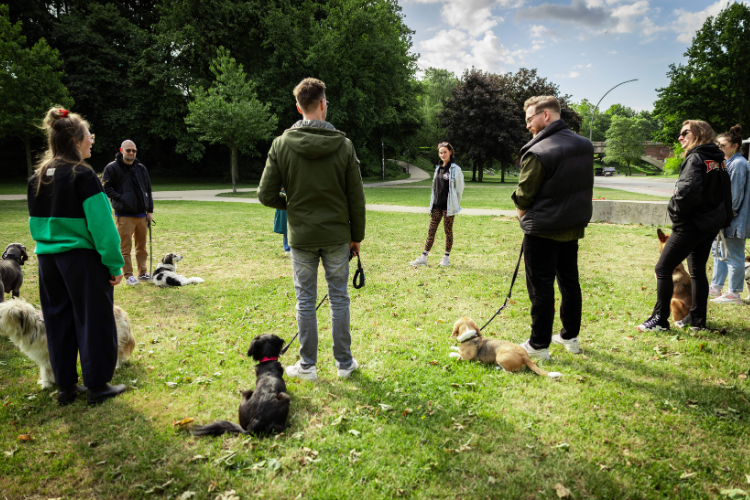 Gruppe im Park die ihre Hunde trainiert
