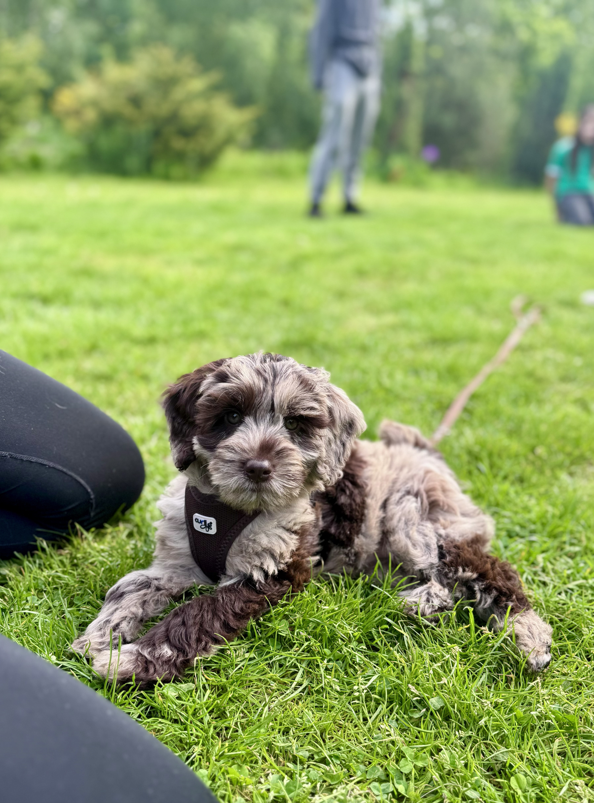 Welpe in der Welpenschule in Hamburg von Freibeuter Hundetraining