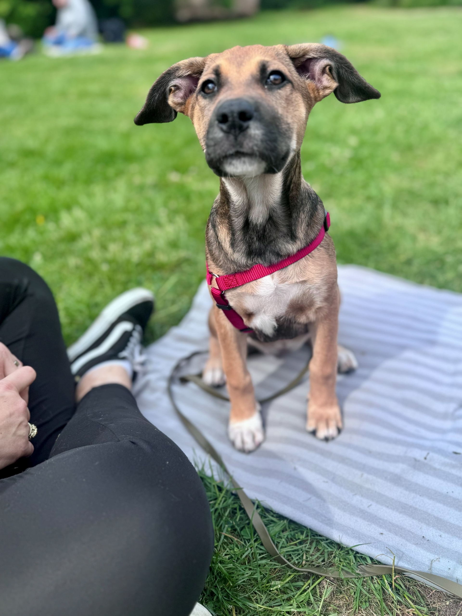 Welpe in der Welpenschule in Hamburg von Freibeuter Hundetraining