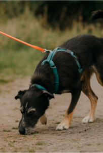 Mantrailing Freibeuter Hundetraining hamburg Hund im Freizeitkurs beim Schnüffeln